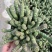 多肉植物，品种多颜色鲜艳夺目，质优价廉，荣程花卉基地发货