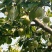 阳信鸭梨，皮薄汁多，核小肉厚，欢迎订购。