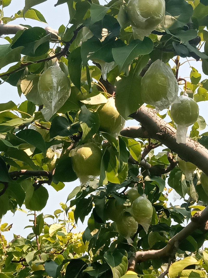 阳信鸭梨，有水果皇后之称。