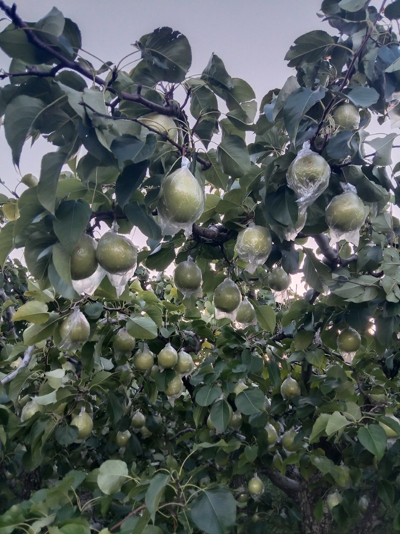 阳信鸭梨，有水果皇后之称。