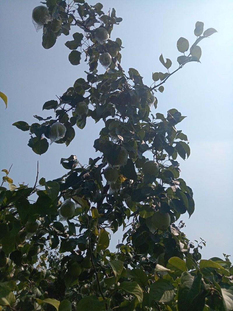 阳信鸭梨，有水果皇后之称。
