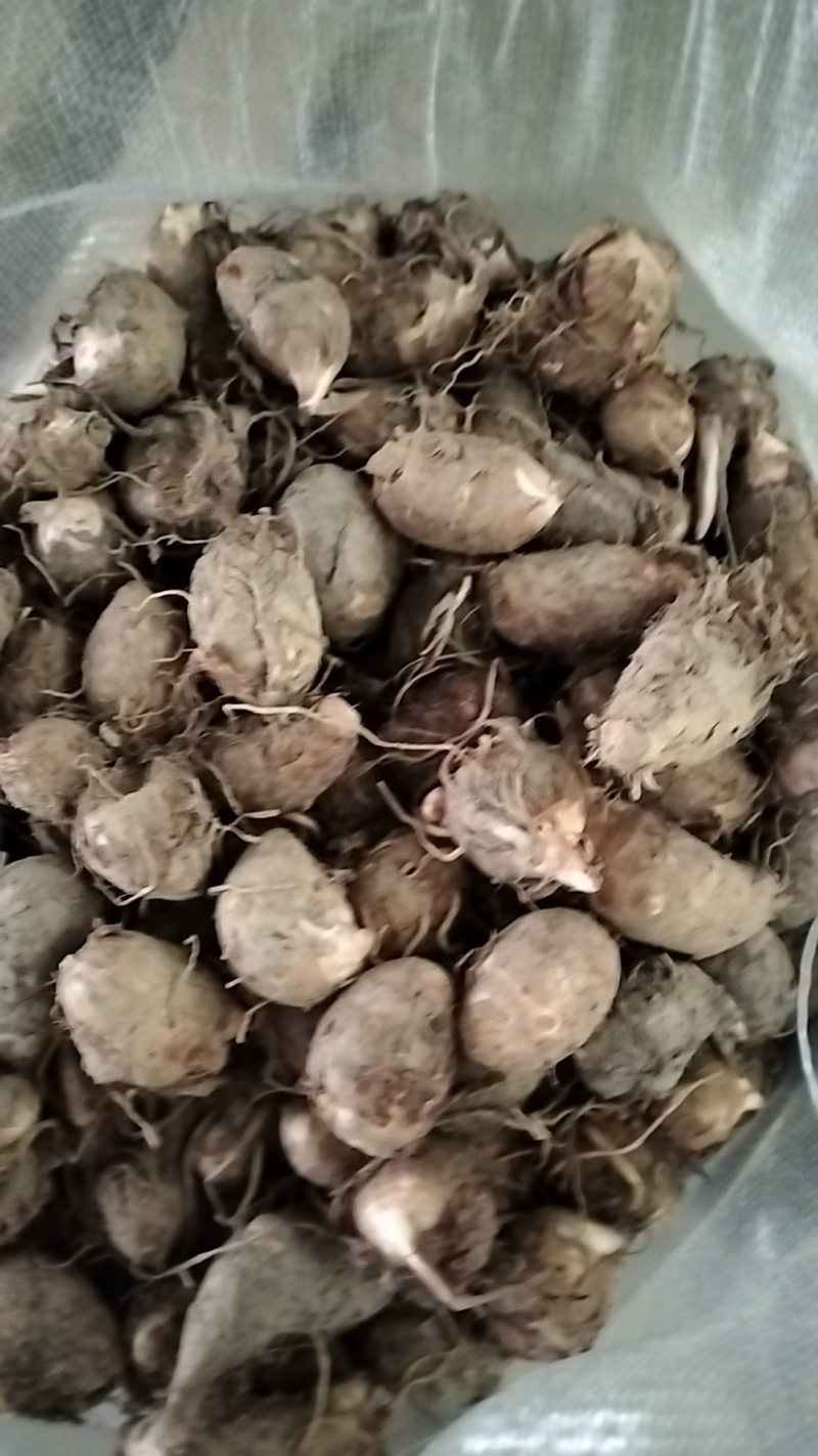 千亩红芽芋种植基地产地直供红芽芋分选小果