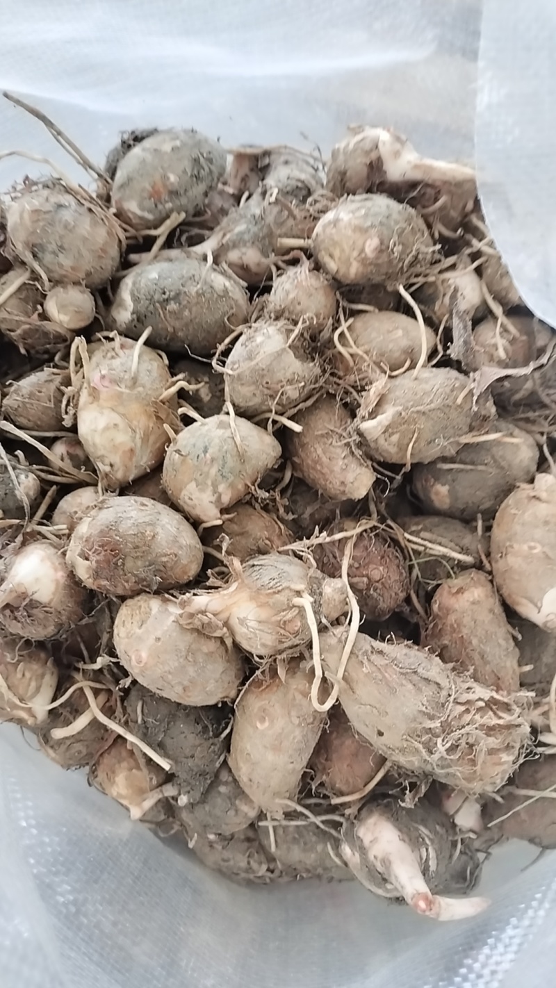 千亩红芽芋种植基地产地直供红芽芋分选小果