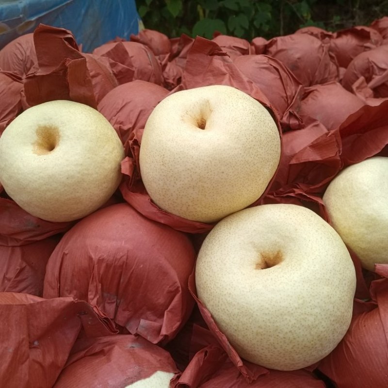 l酥