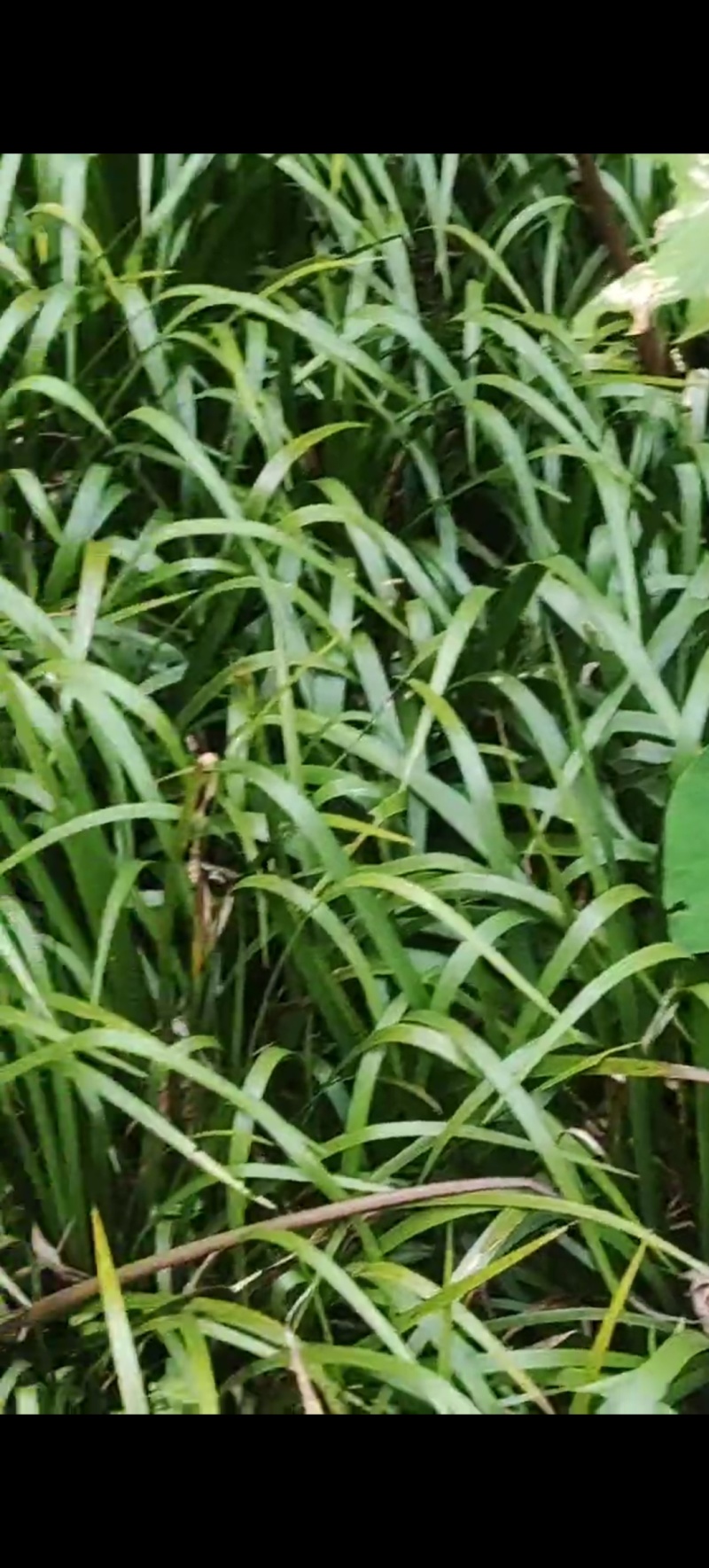 石菖蒲种苗供应
