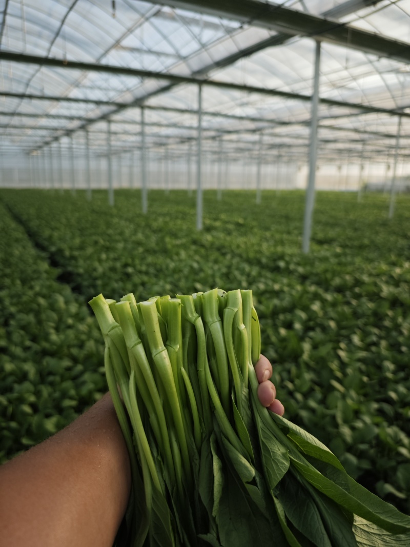 上海本地广东甜菜心马上大量上市了！