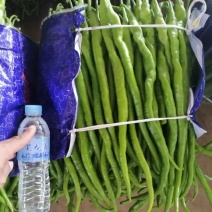精品线椒产地直销一手货源欢迎进店选购