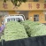 河南滑县精品豆角大量供应，各大市场，超市量大从优