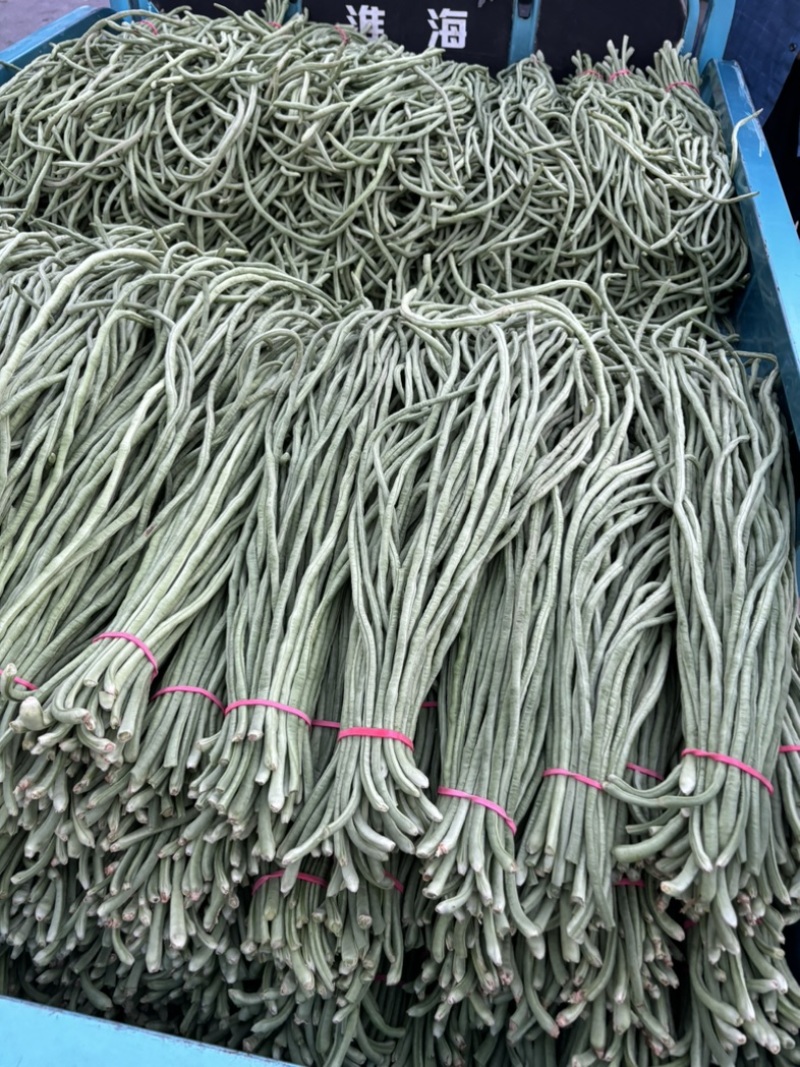 河南滑县精品豆角大量供应，各大市场，超市量大从优