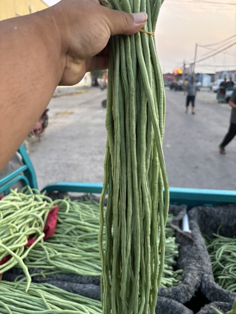 河南滑县精品豆角大量供应，各大市场，超市量大从优