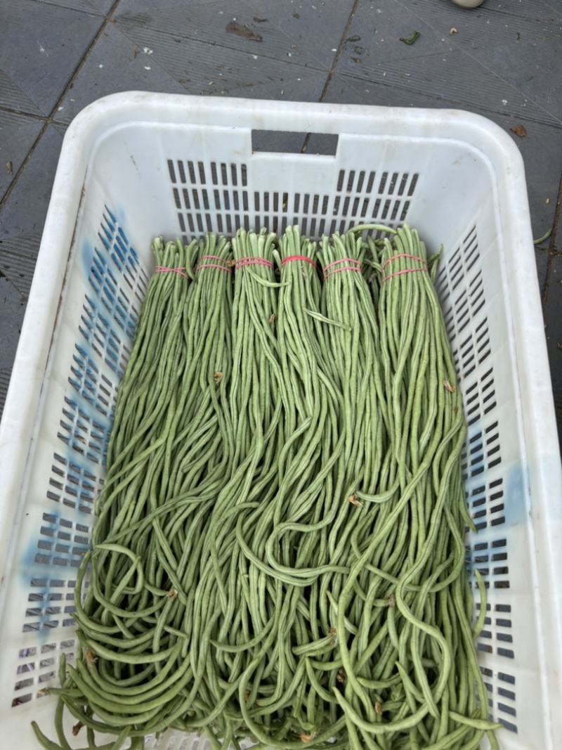 河南滑县精品豆角大量供应，各大市场，超市量大从优