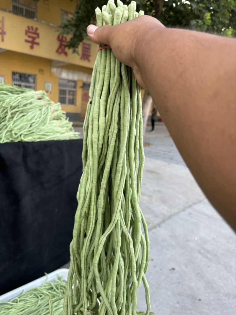 河南滑县精品豆角大量供应，各大市场，超市量大从优