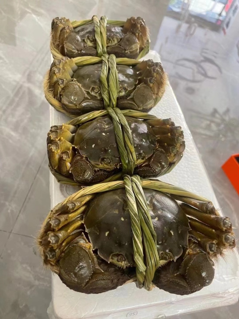 洪湖大闸蟹品质上乘价格优惠批发大量供应