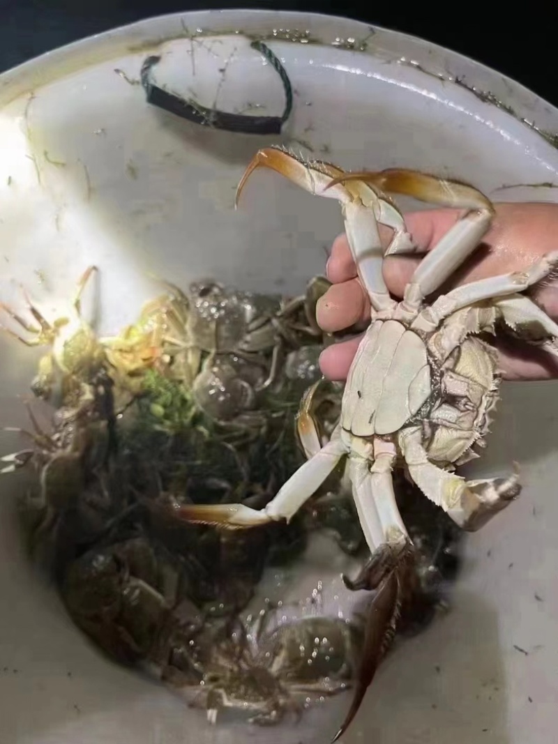 洪湖大闸蟹品质上乘价格优惠批发大量供应