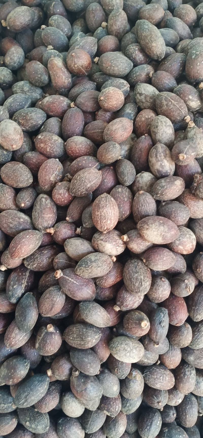 葵扇子中药批发一手货源量大忧惠全国发货