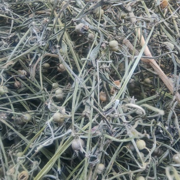 野生顺草白花蛇舌草中药材新货舌草茶百花蛇舌
