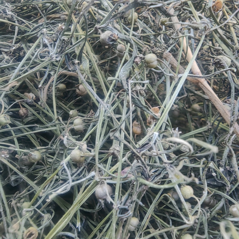 野生顺草白花蛇舌草中药材新货舌草茶百花蛇舌