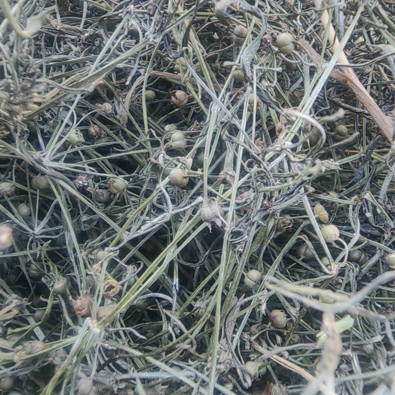 野生顺草白花蛇舌草中药材新货舌草茶百花蛇舌