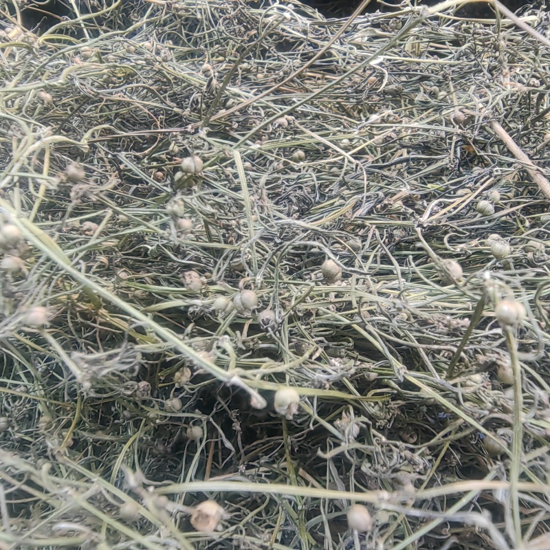 野生顺草白花蛇舌草中药材新货舌草茶百花蛇舌