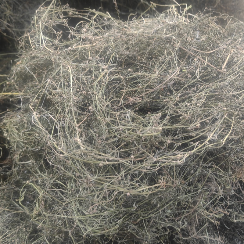 野生顺草白花蛇舌草中药材新货舌草茶百花蛇舌
