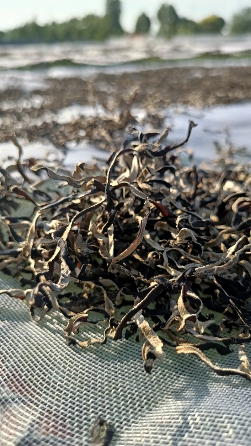 去根木耳丝大量现货，优质好木耳丝，真正的足干木耳丝去根无