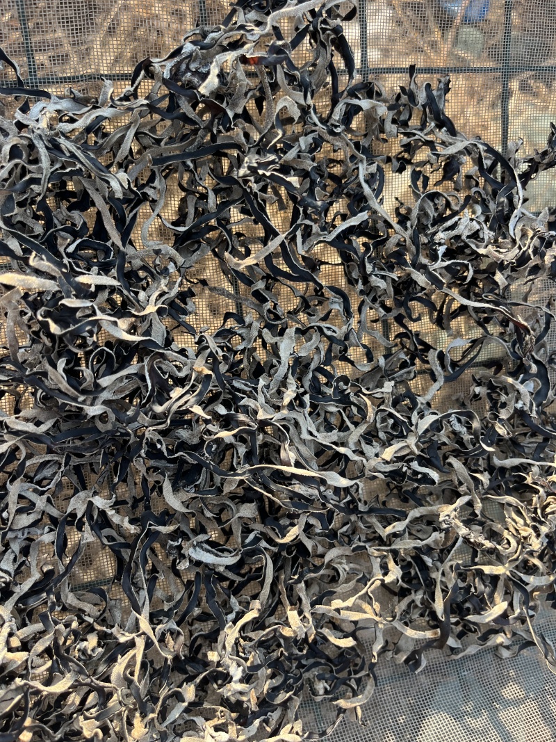 去根木耳丝大量现货，优质好木耳丝，真正的足干木耳丝去根无