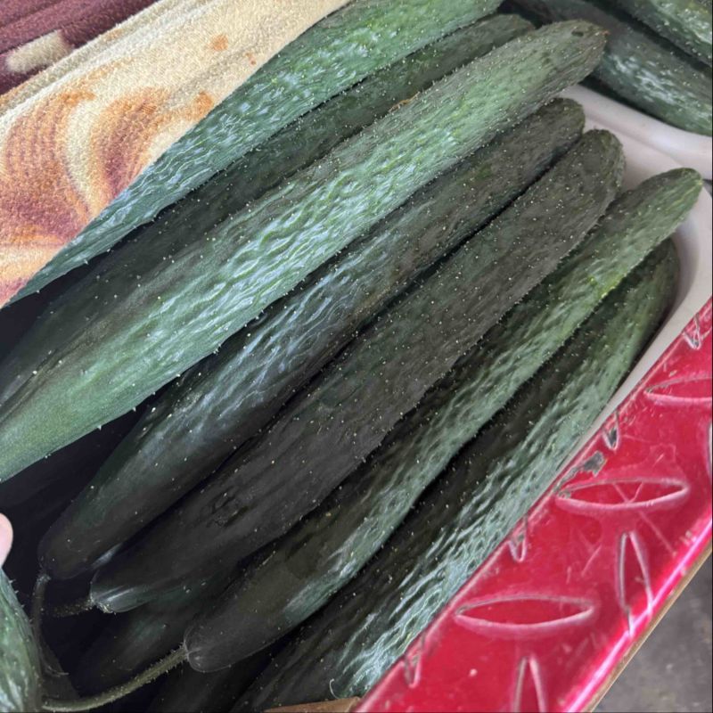 云南精品密刺黄瓜大量上市电商市场商超欢迎来电合作