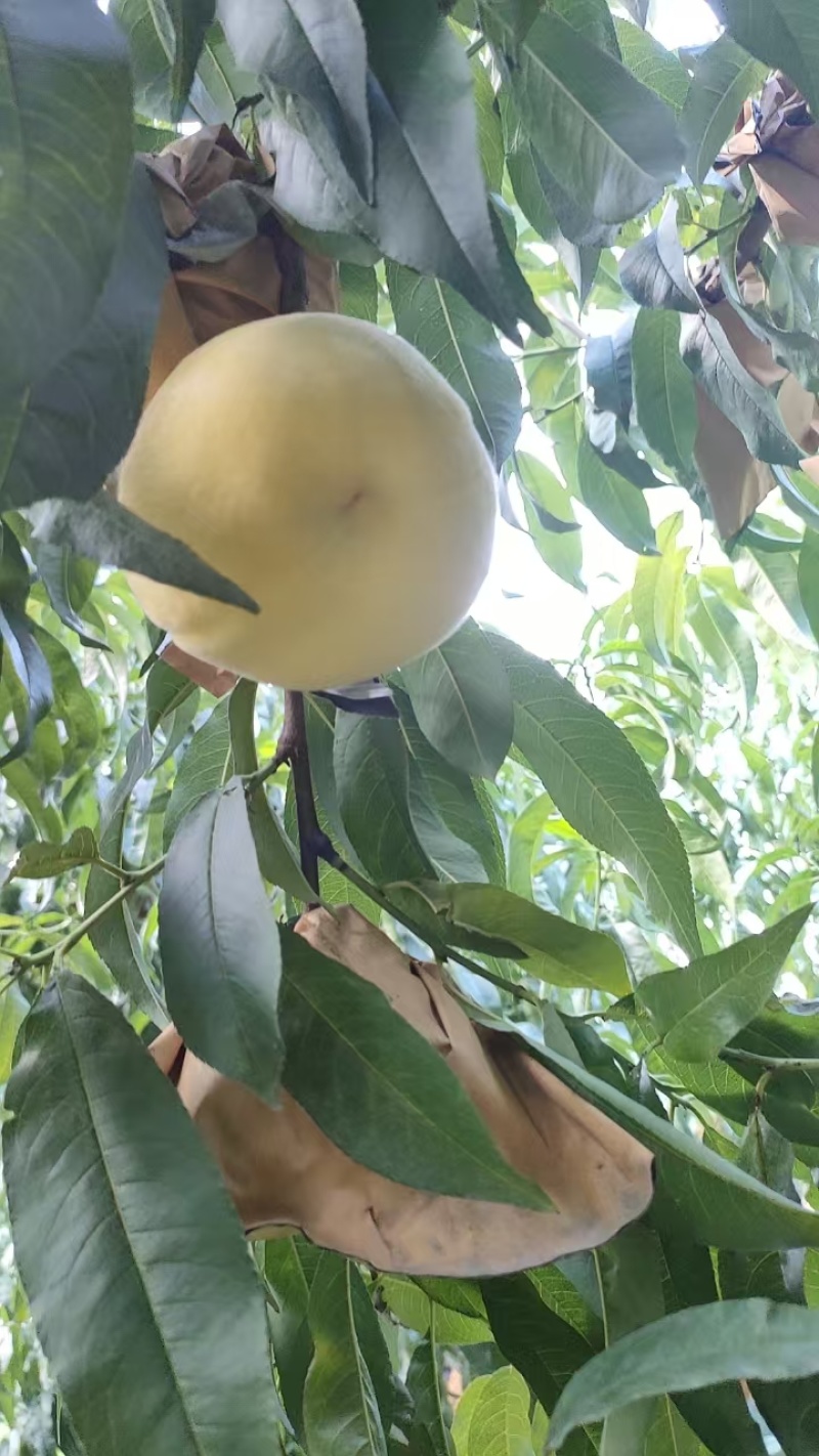 黄金蜜5号，