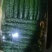 精品黄瓜新品上市大量上市鲜花蜜刺质量保证