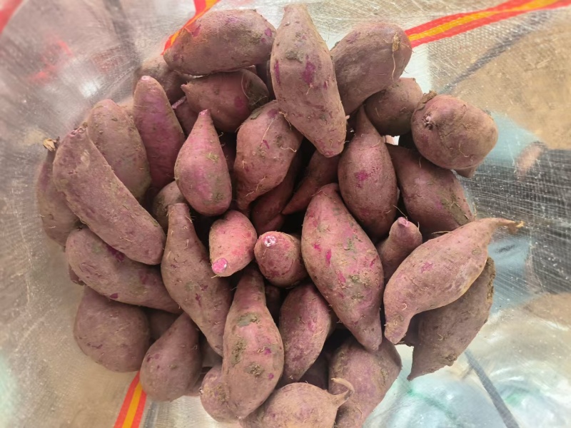 【实力紫薯】精品紫薯红薯产地直发货源充足品质保障发全国市场