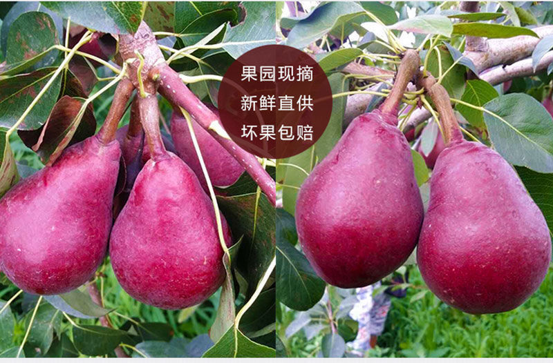 【包邮】红啤梨产地直发一件代发货