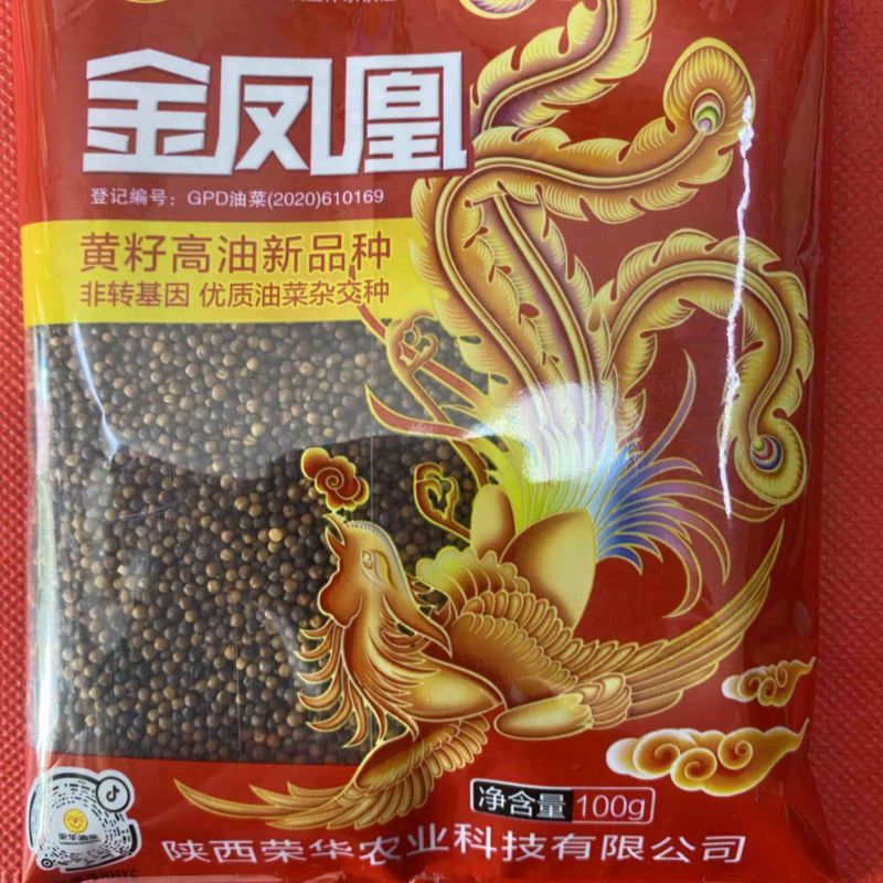 金凤凰油菜种子抗冻抗旱高产高油低芥酸品种