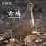 七彩山鸡野鸡白条现宰现杀速冻冷链发货