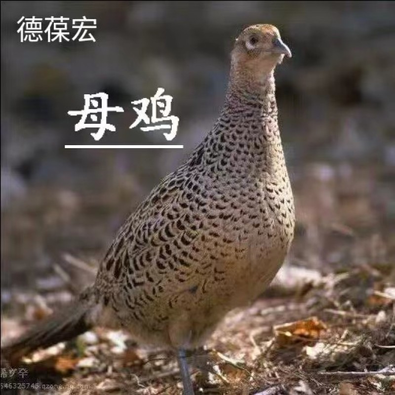 七彩山鸡野鸡白条现宰现杀速冻冷链发货
