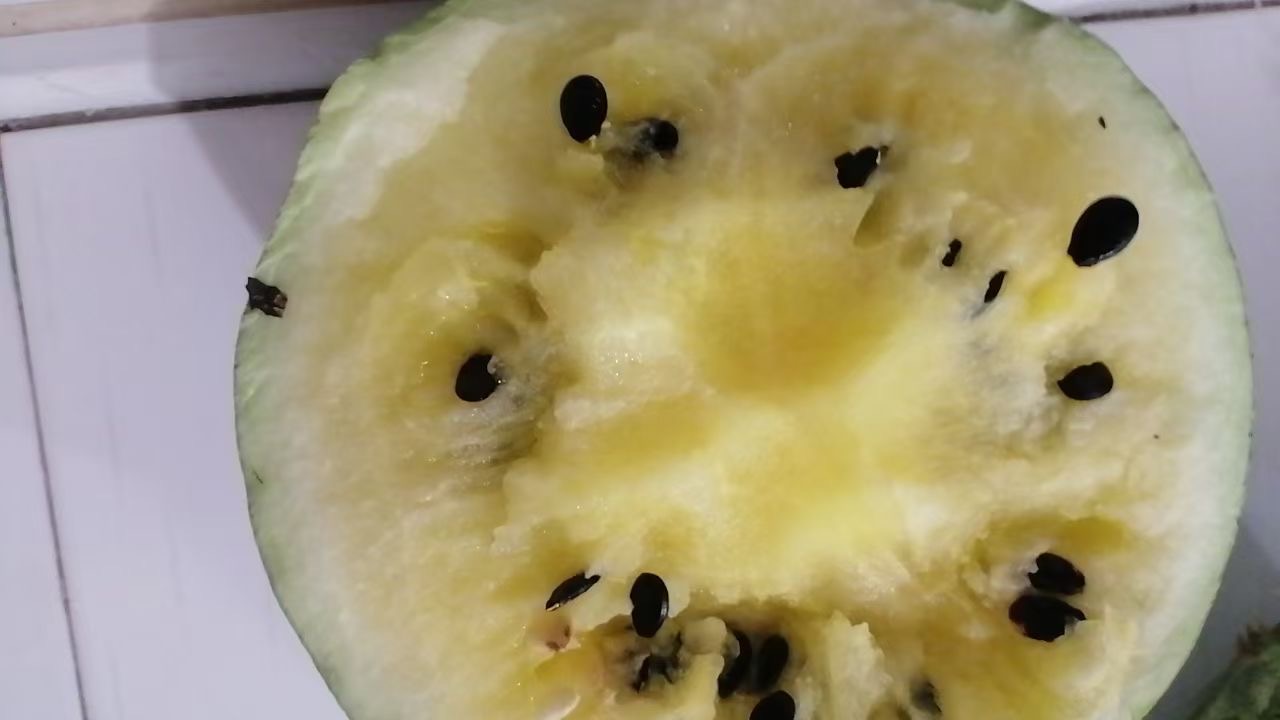 展示几种挑选西瓜的方法,包括敲击、观察表皮和果脐状态 西瓜挑选技巧示意图