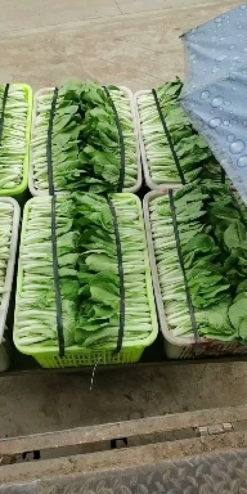 精品叶子菜小白菜