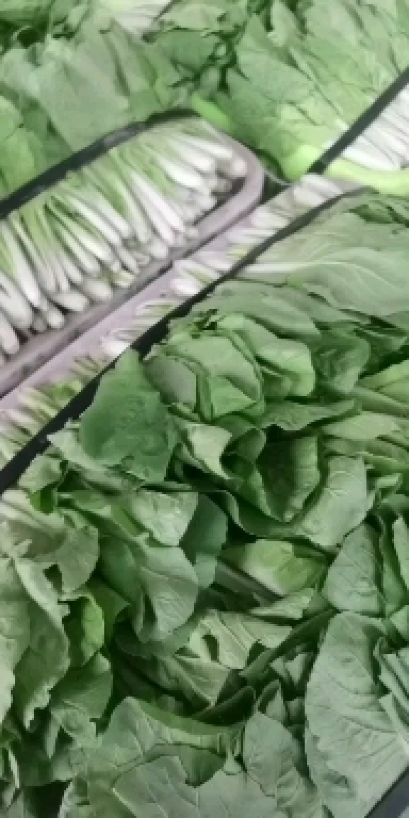 精品叶子菜小白菜