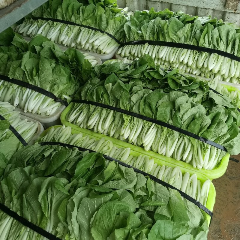 精品叶子菜小白菜