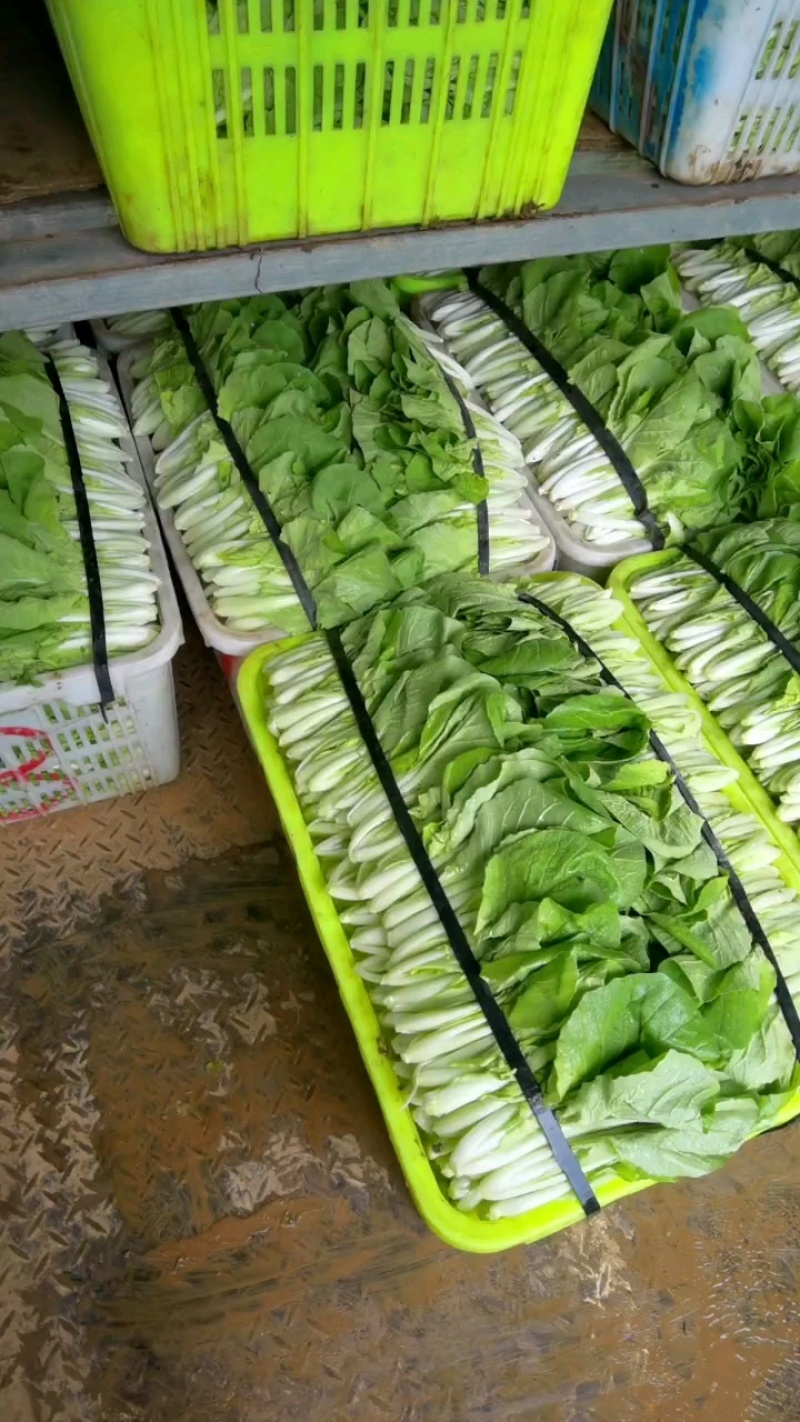 精品叶子菜小白菜