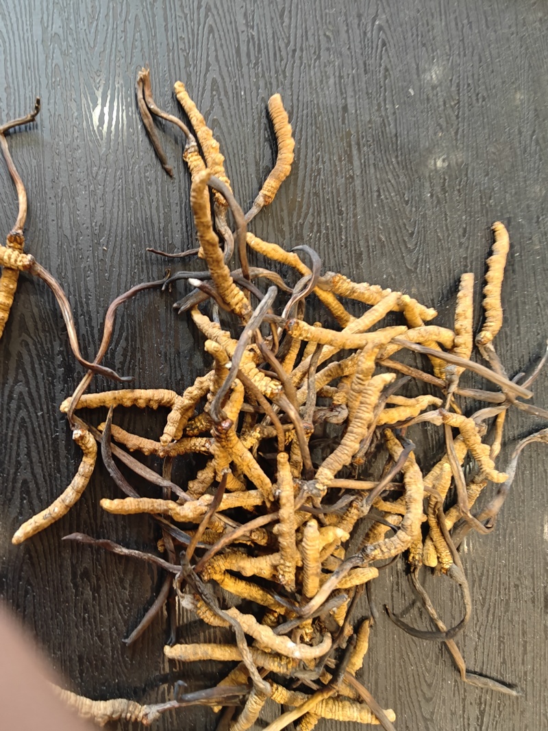 那曲冬虫夏草精选小草