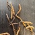 那曲冬虫夏草精选小草