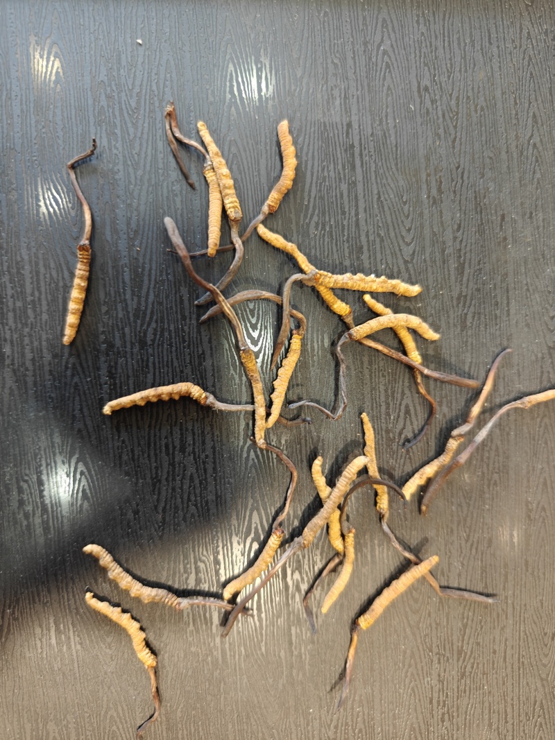 那曲冬虫夏草精选小草
