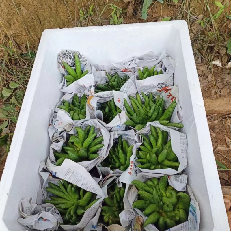 云南佛手大量上