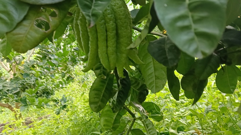 云南佛手大量上