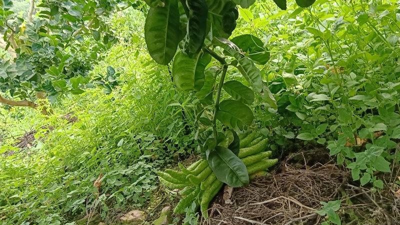 云南佛手大量上