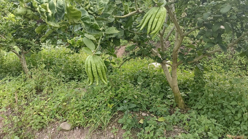 云南佛手大量上