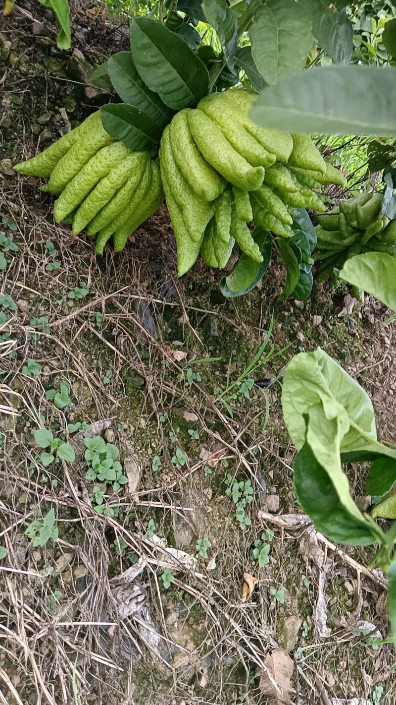 云南佛手大量上