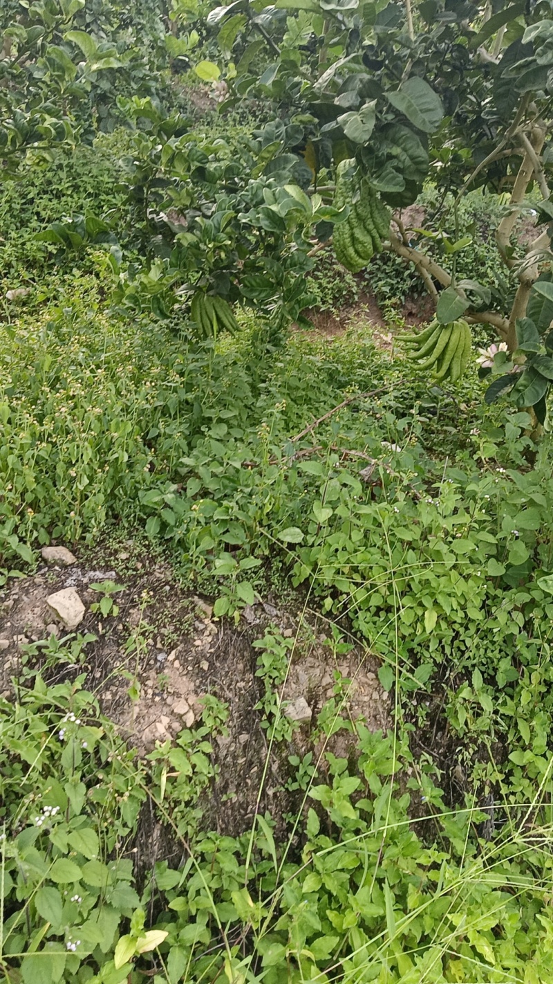 云南佛手大量上