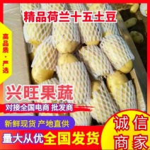 土豆荷兰十五土豆【冷库出货】全国大量发货量大从优