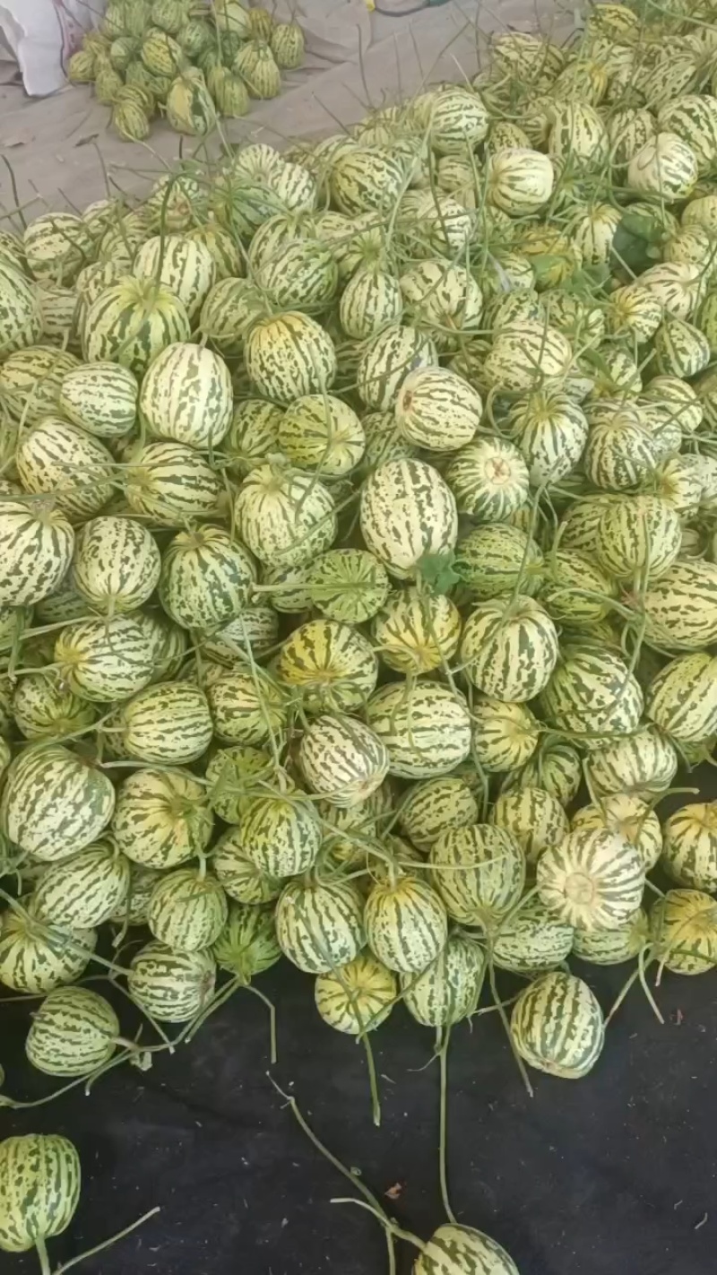 花蕾.花美人.花姑娘玉菇产地直发，供应各种渠道，诚信合作